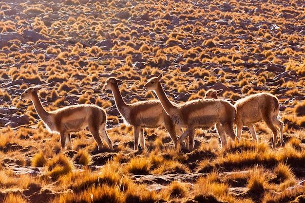 abercrombie and kent peru