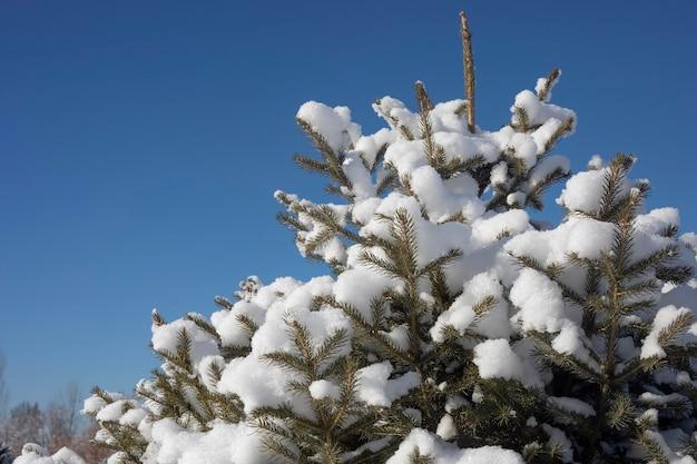 aspen snow ball