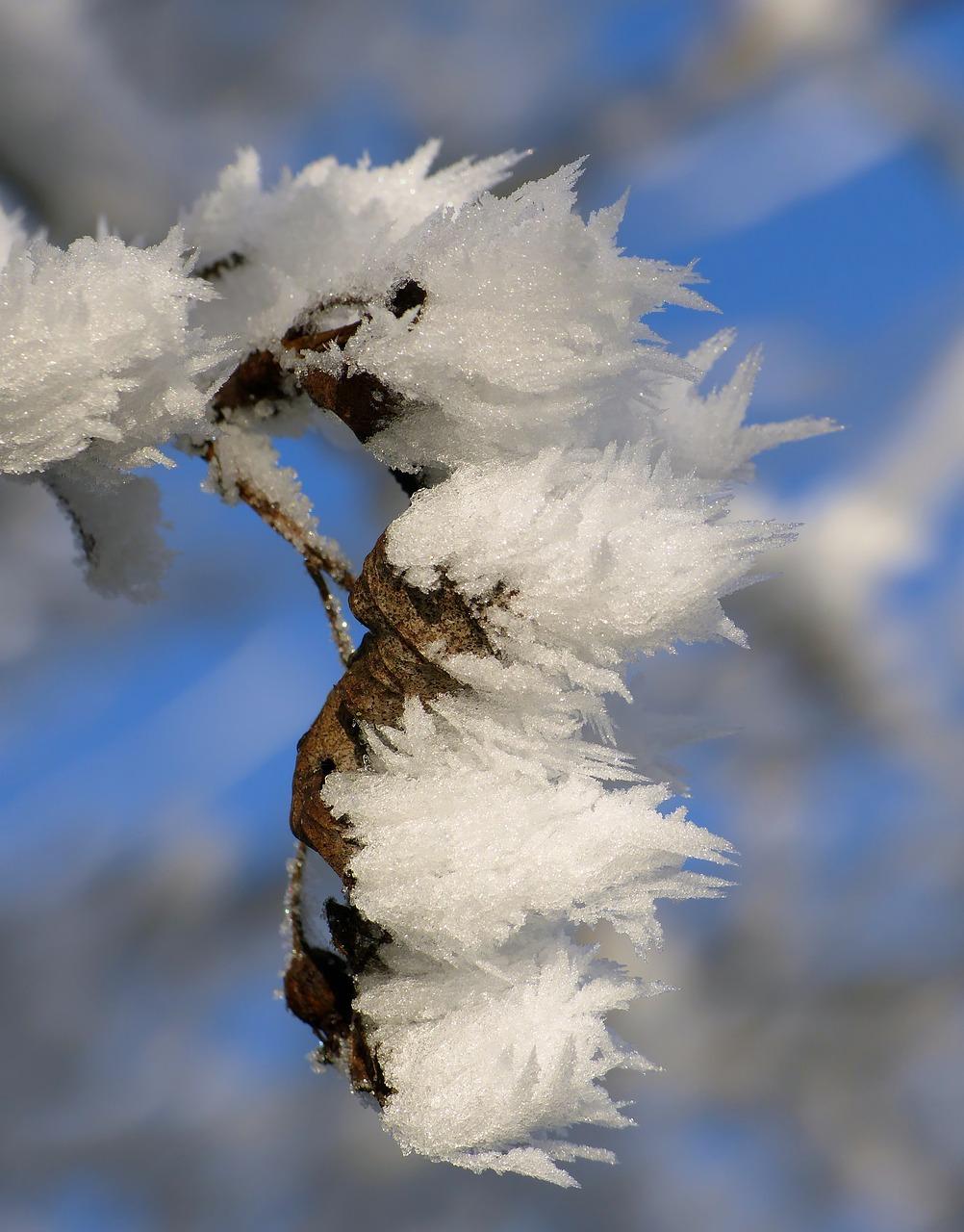 aspen snow ball