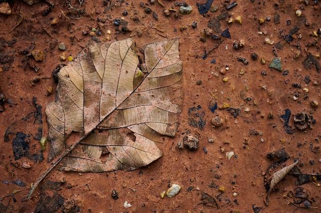 do feathers decompose