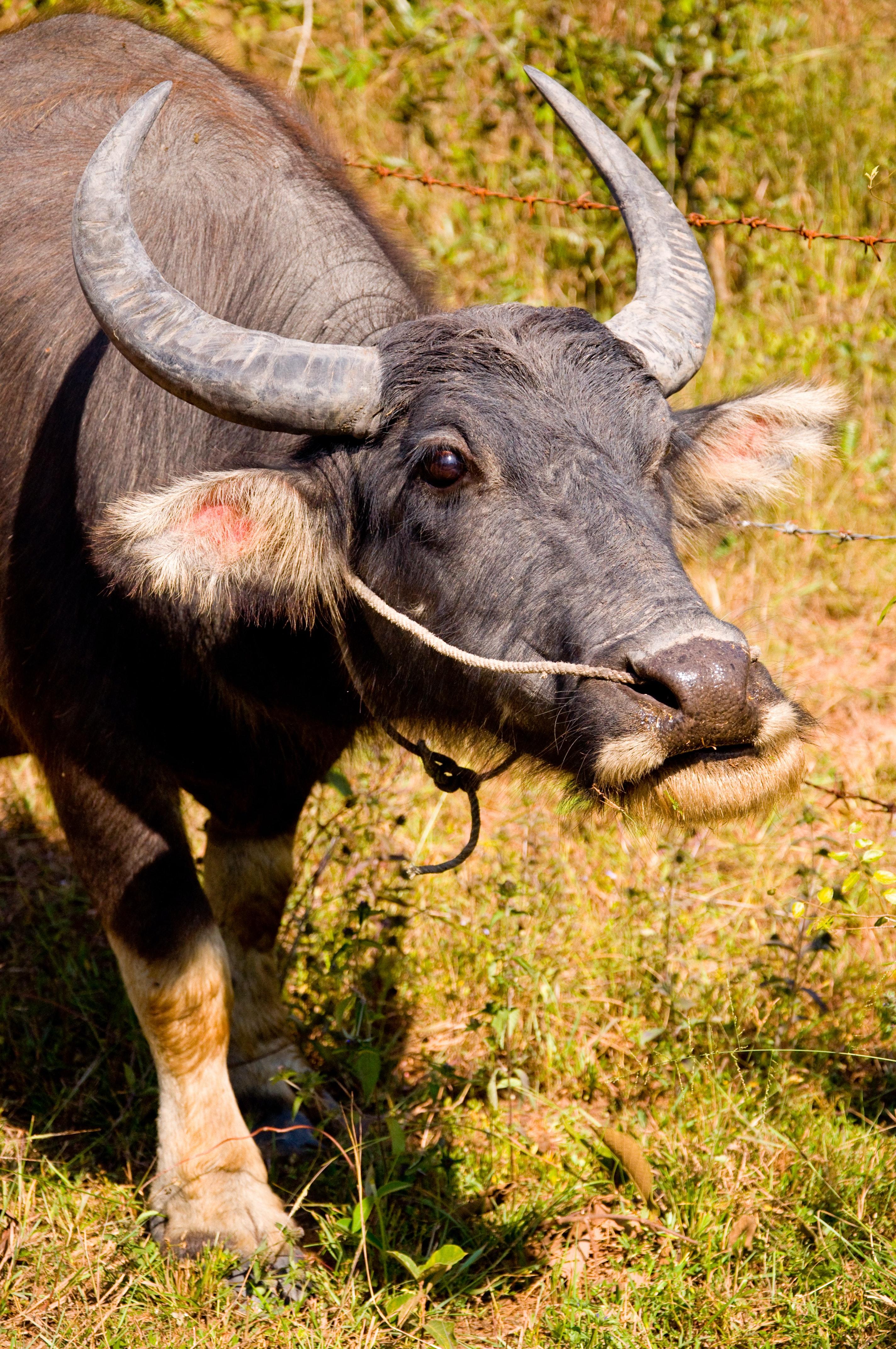 water buffalo golf