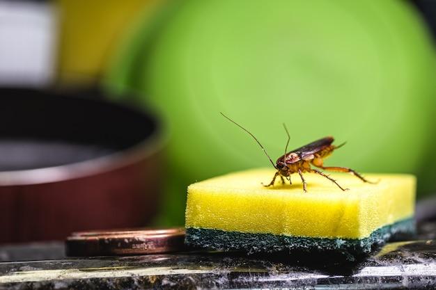 how to prevent pest infestation in kitchen