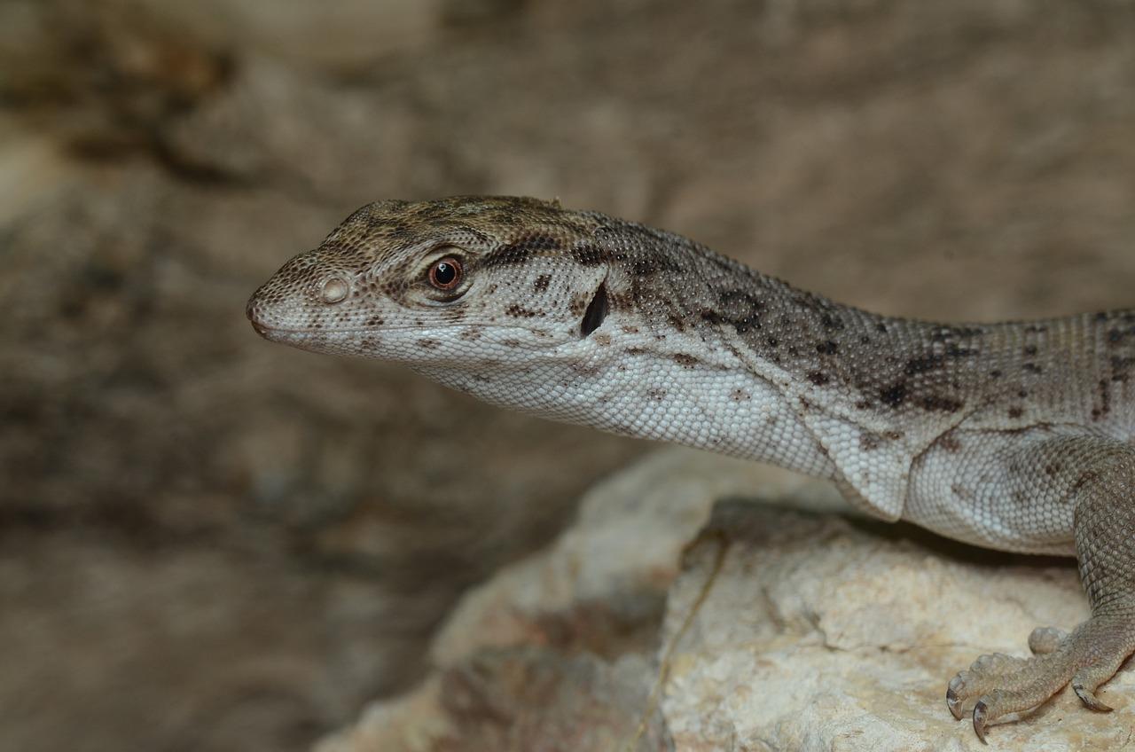 are lizards in florida poisonous