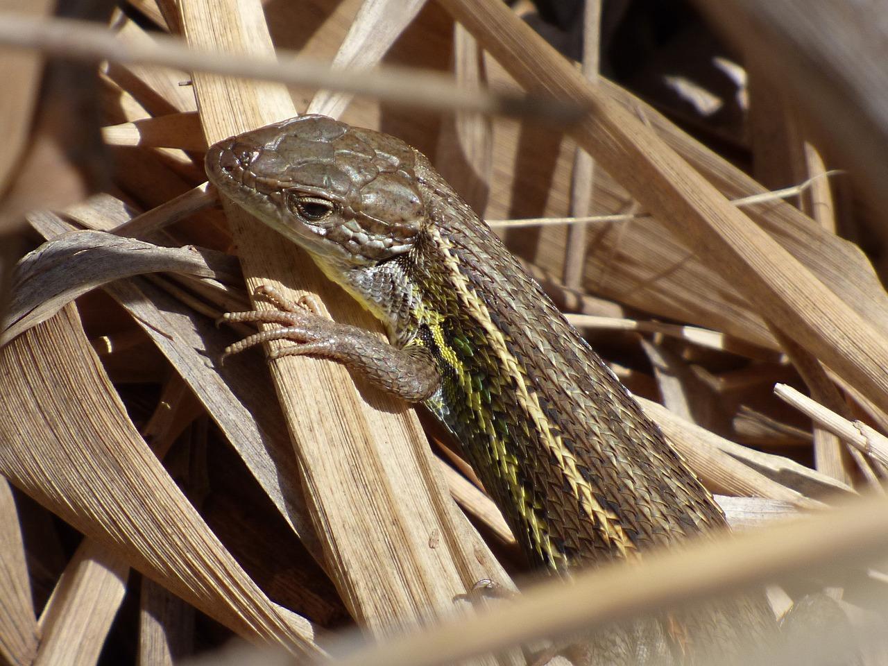 are lizards in florida poisonous