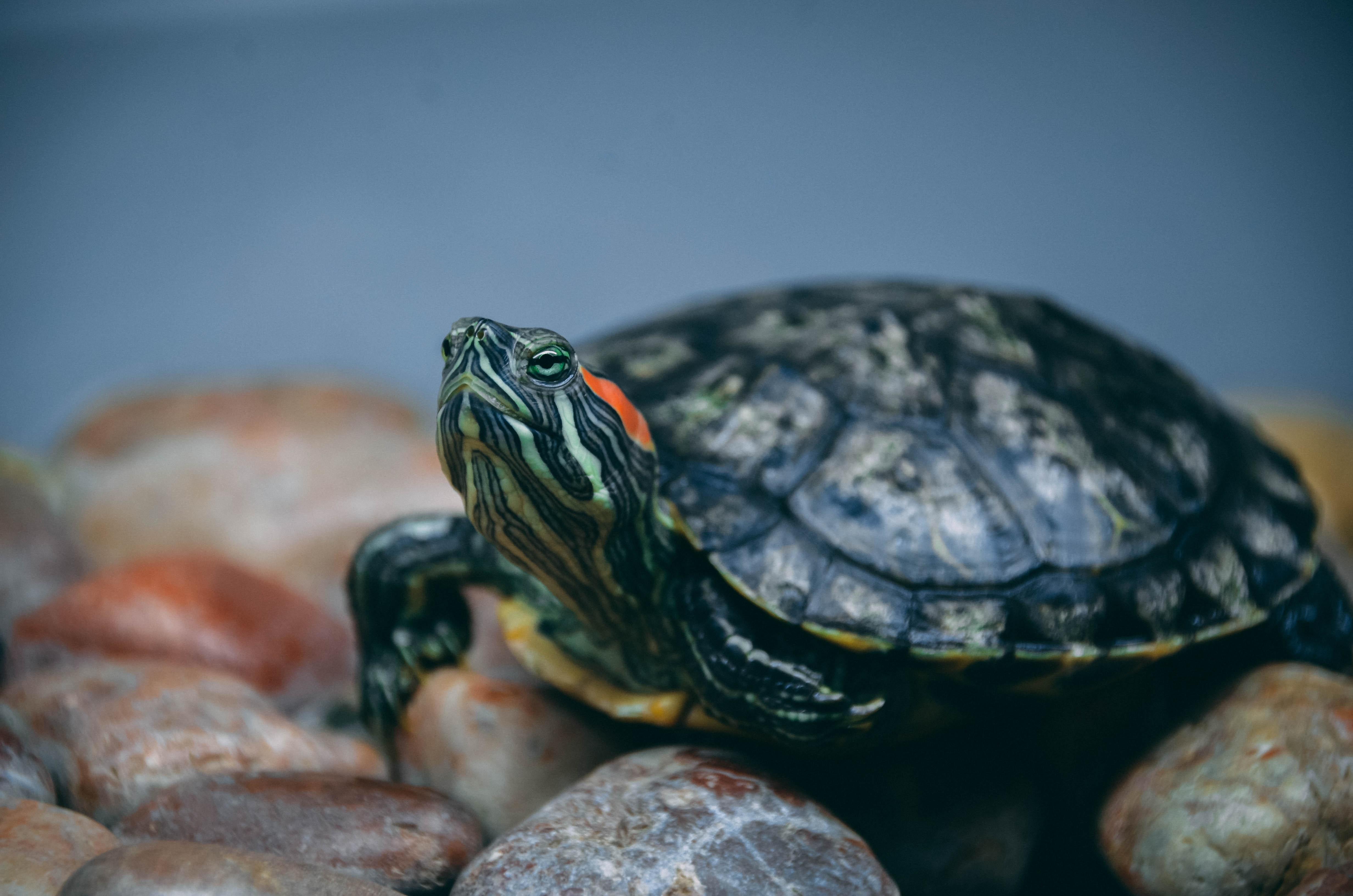 baby red eared slider