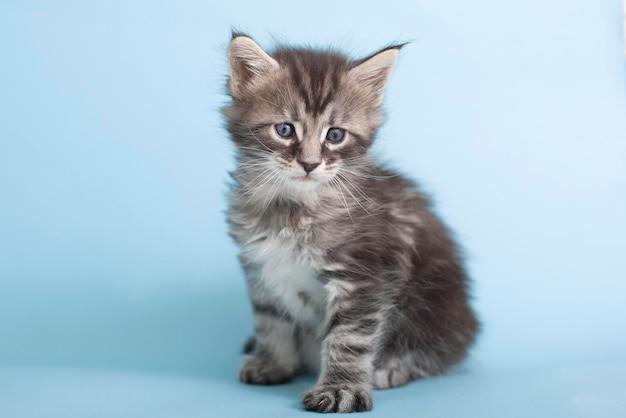 blue maine coon