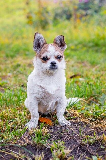 chihuahua mixed with pekingese