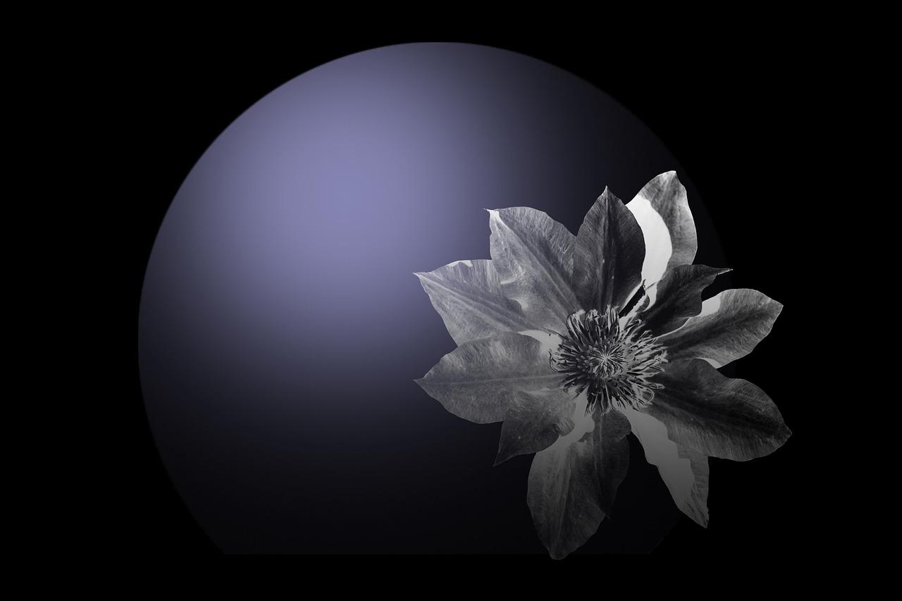 clematis by night