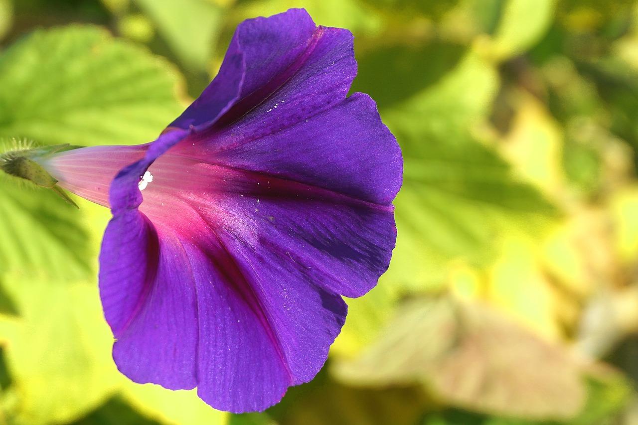 clematis by night