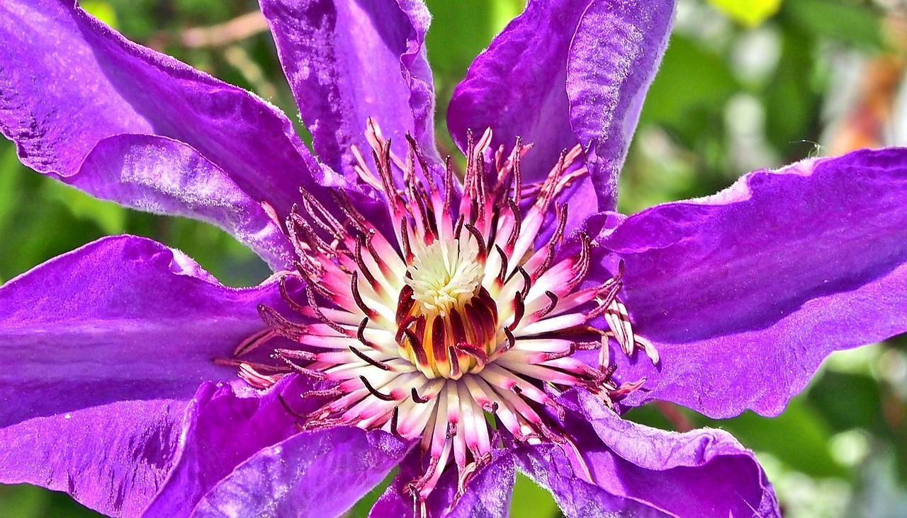 clematis by night