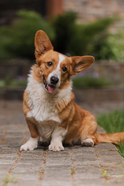 corgi terrier mix