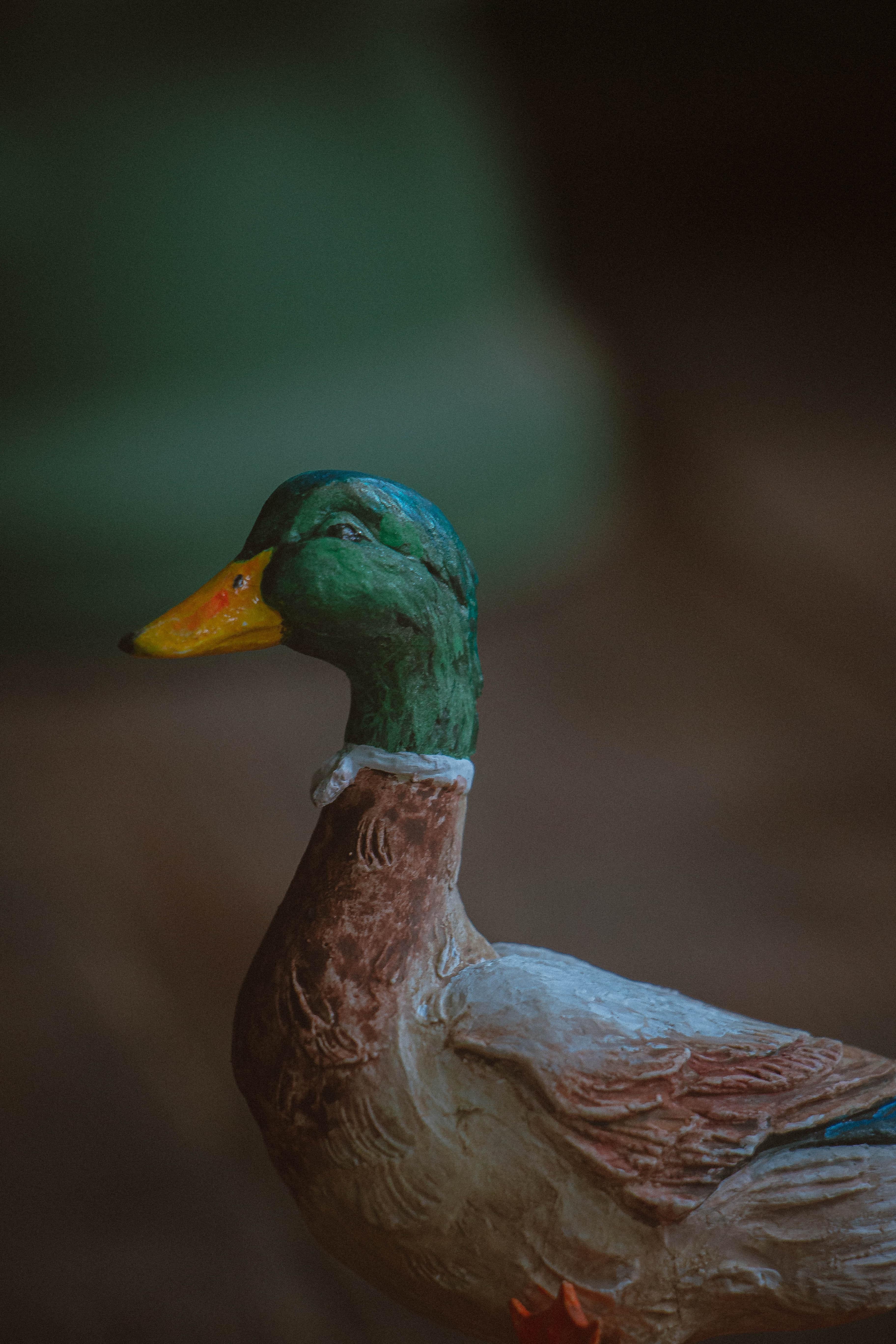 duck taxidermy