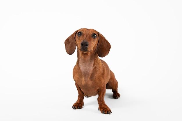 english cream dachshunds