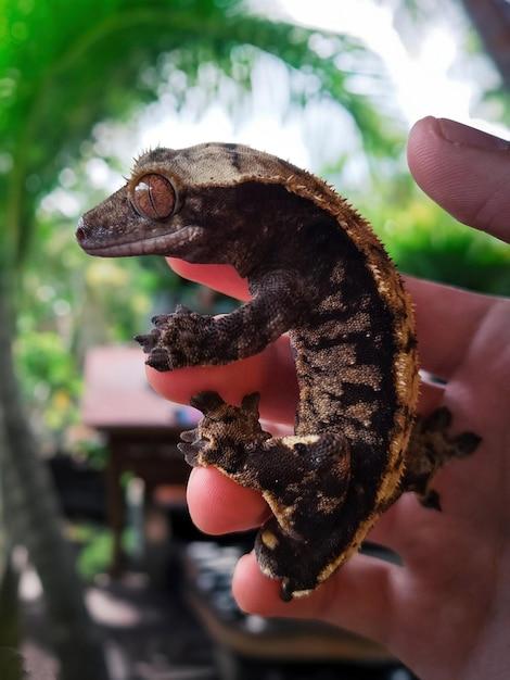 flame crested gecko