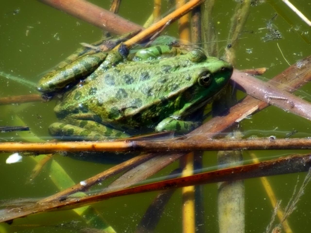 frogs az