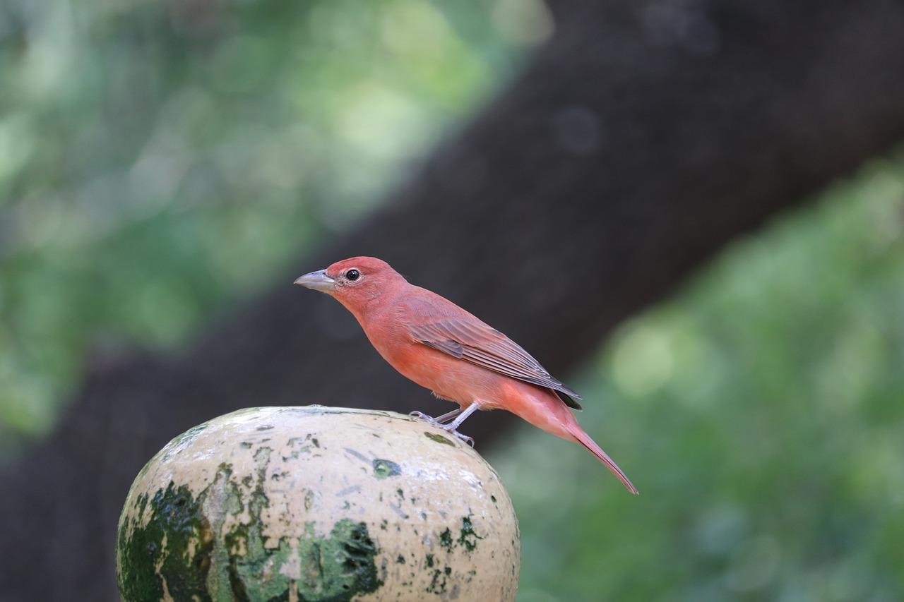 kansas birds