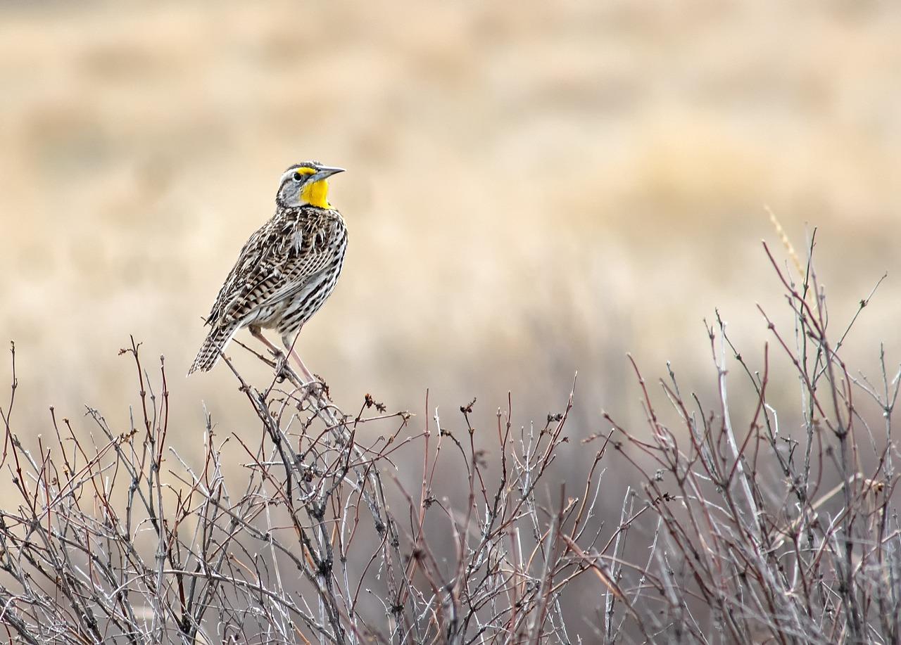 kansas birds