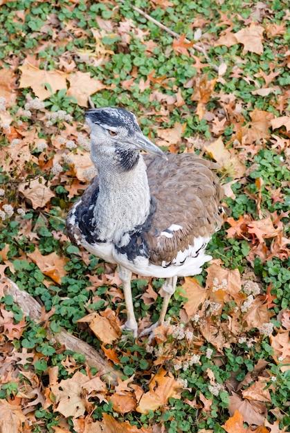 kansas birds