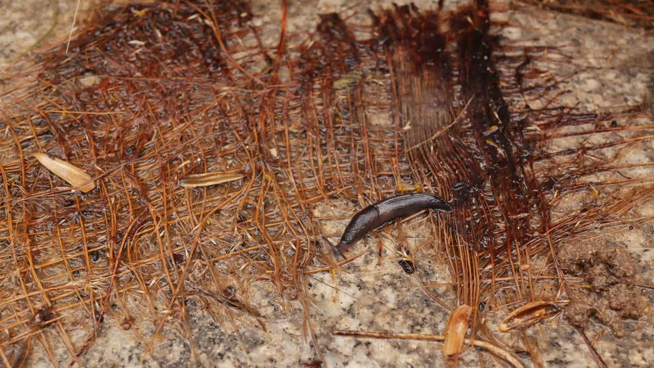 live black worms