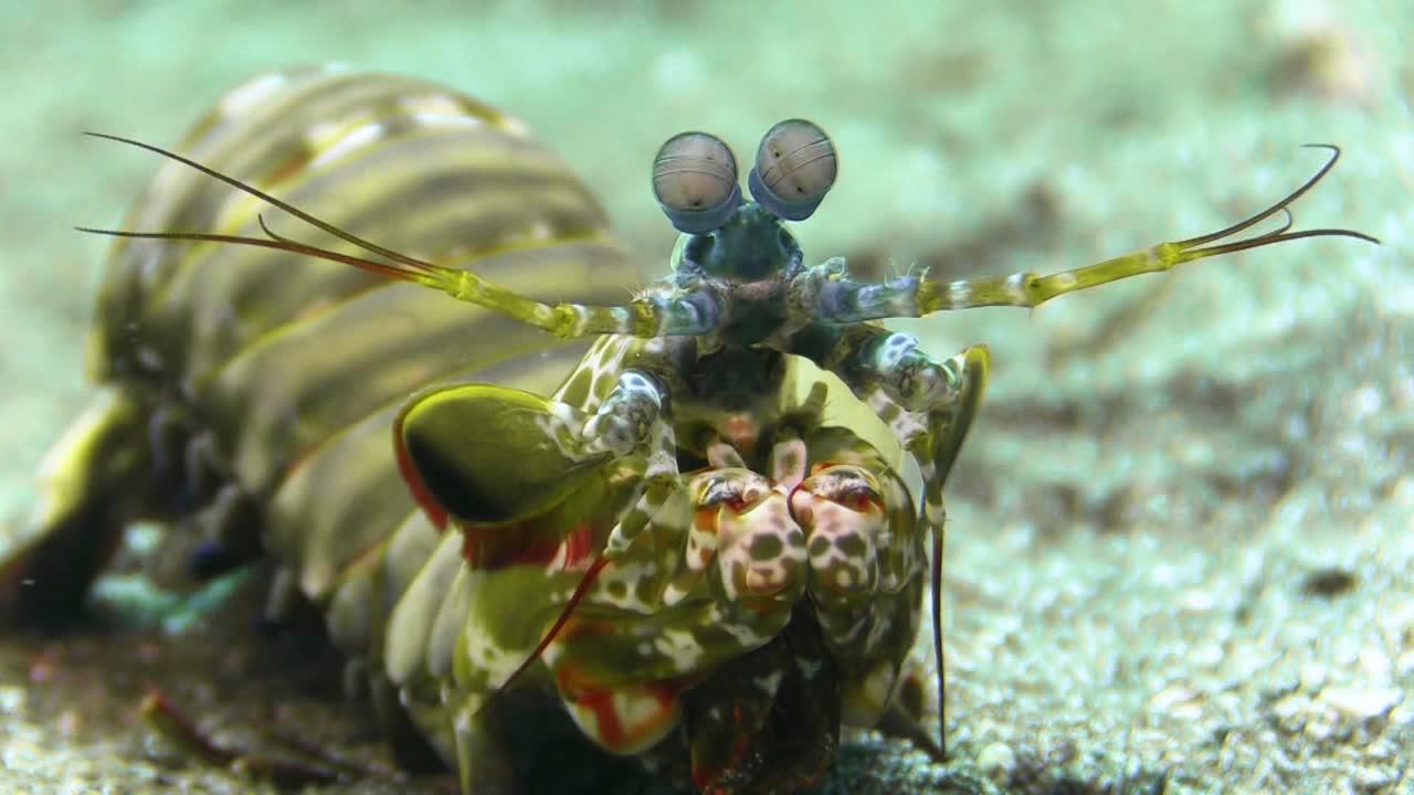 peacock mantis shrimp for sale