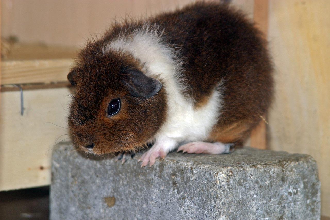 rex guinea pigs