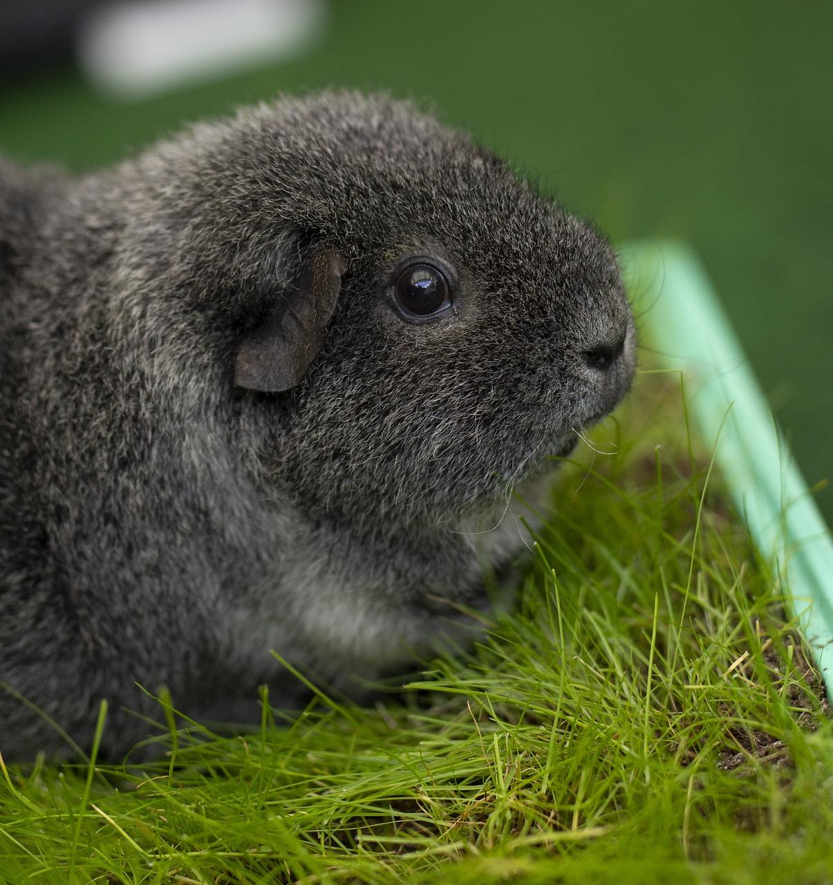 rex guinea pigs