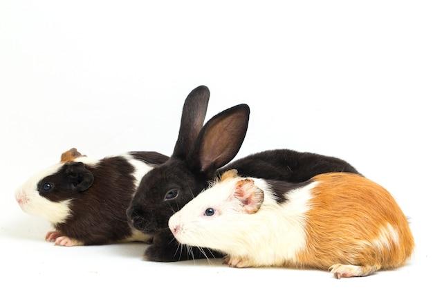 rex guinea pigs