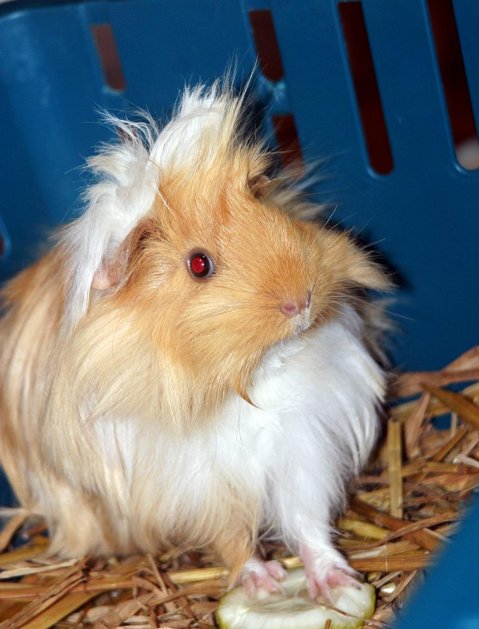 sheltie guinea pigs