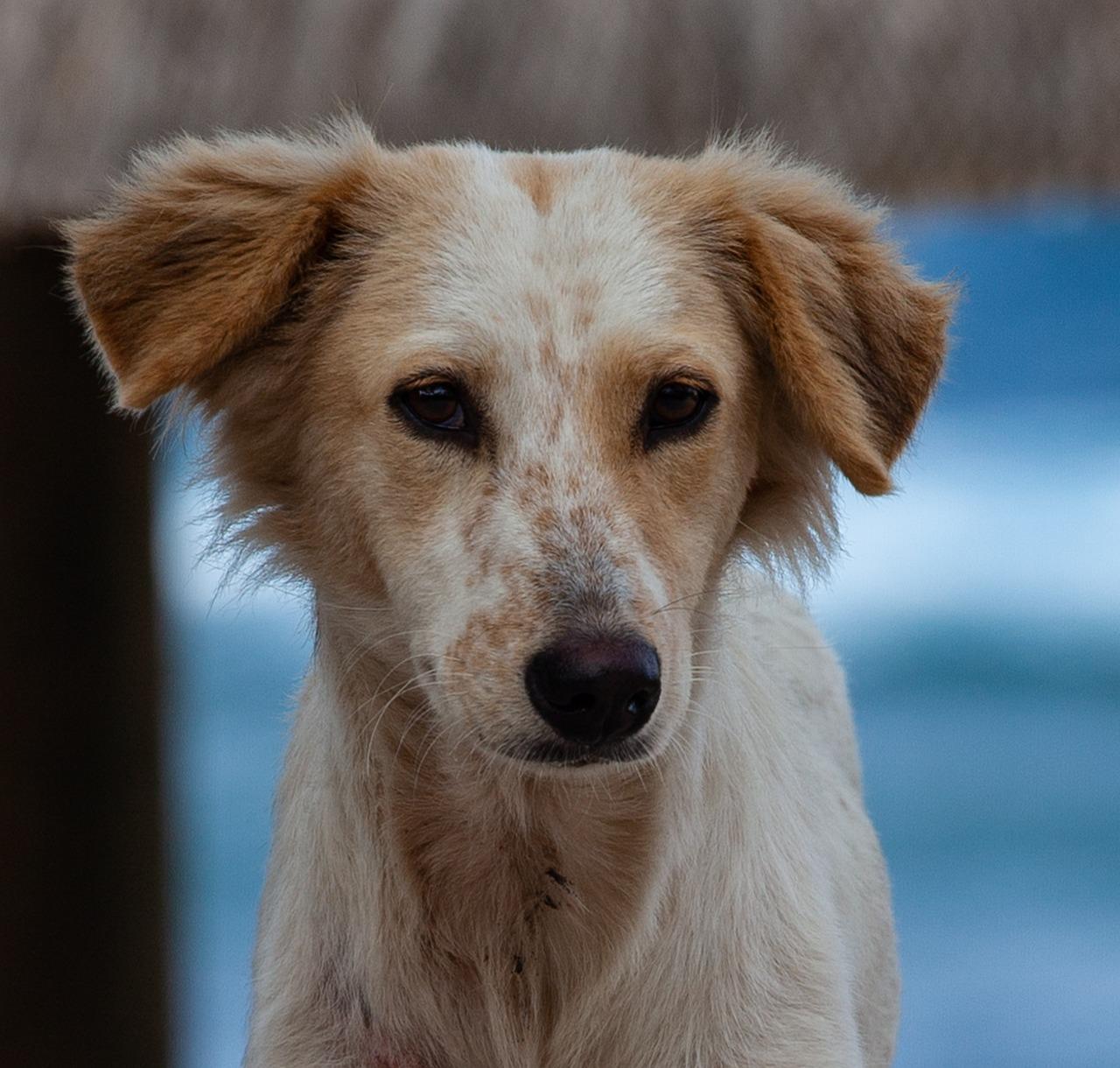 blonde dog