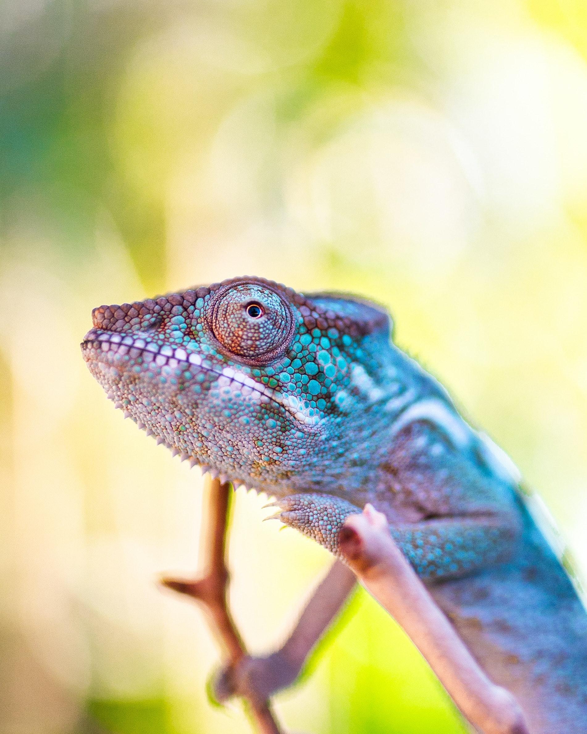 collard lizard