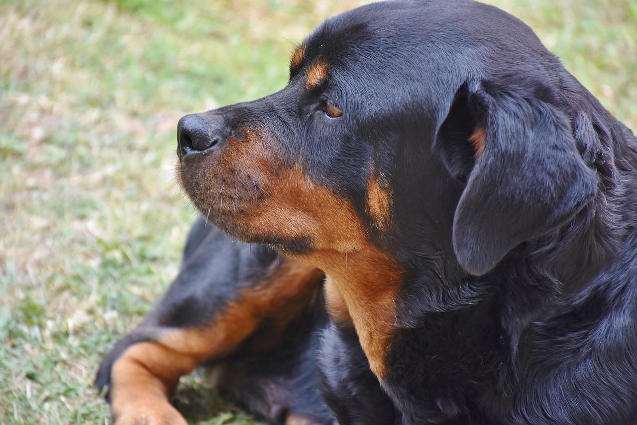 ear cropping rottweiler