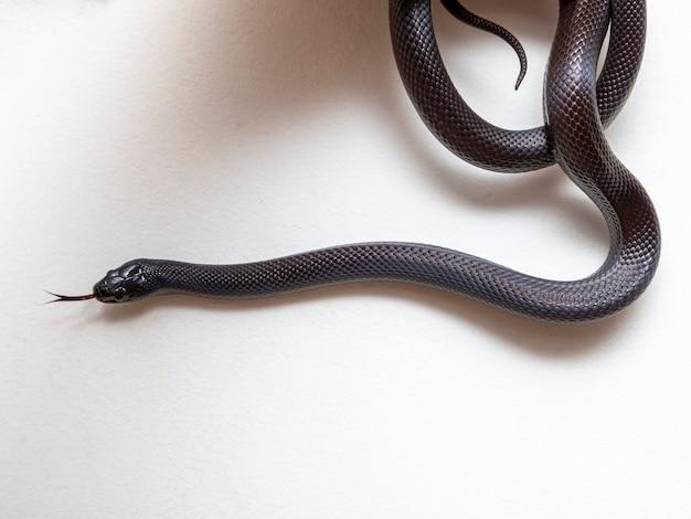 black corn snake