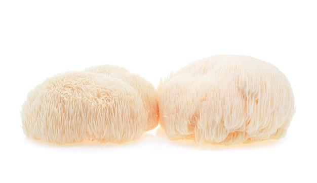 lion's mane mushrooms near me