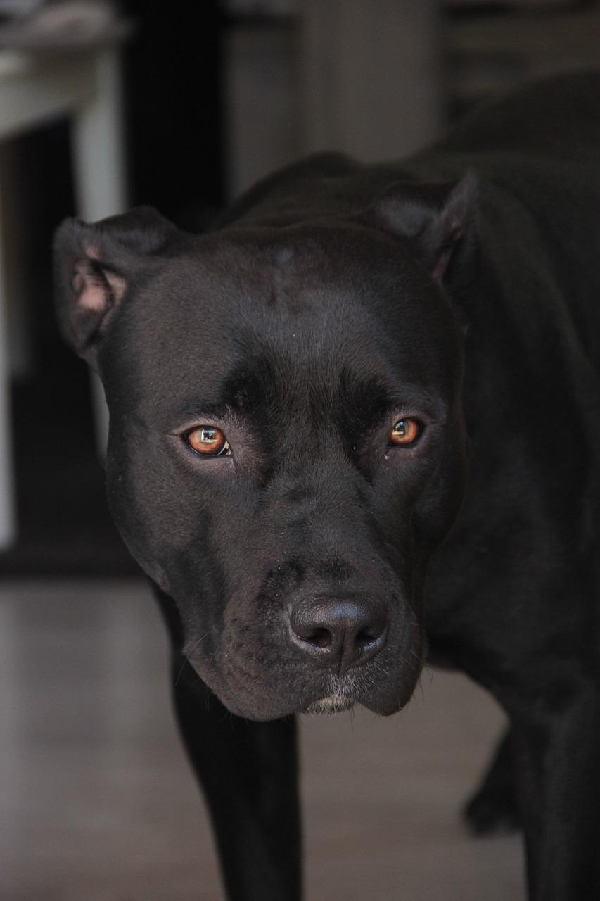 panther black pitbull