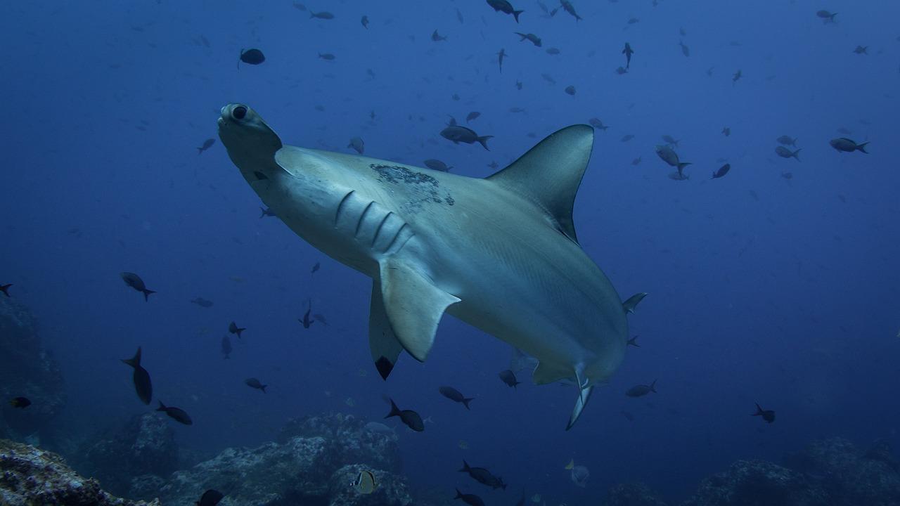 hammerhead shark migration