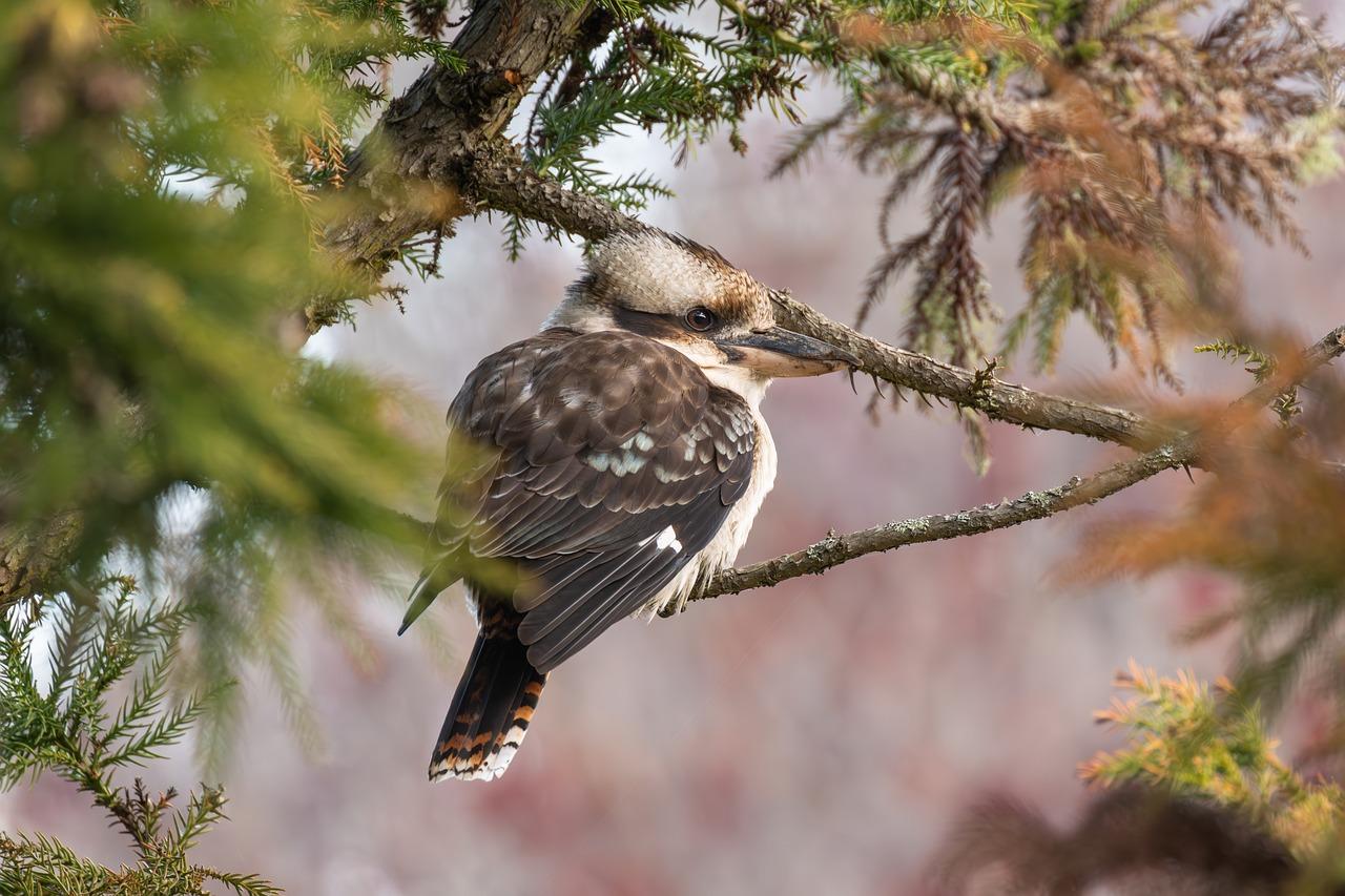 loudbird