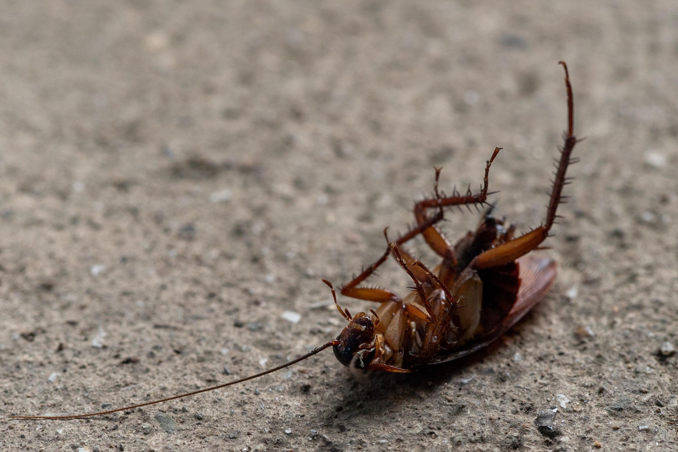 surinam cockroach