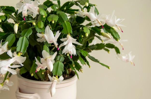 white christmas cactus