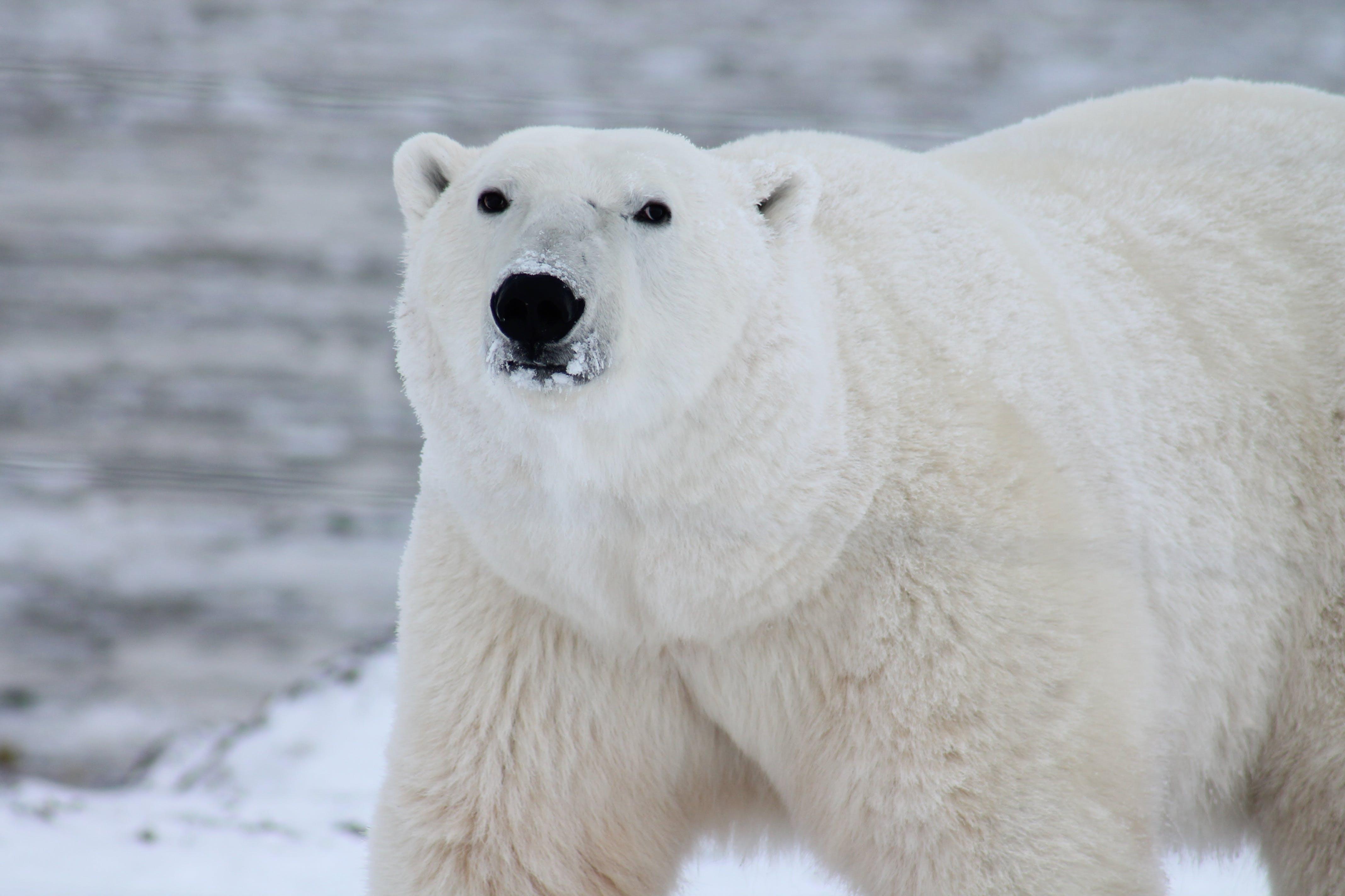 What are 5 interesting facts about polar bears? 