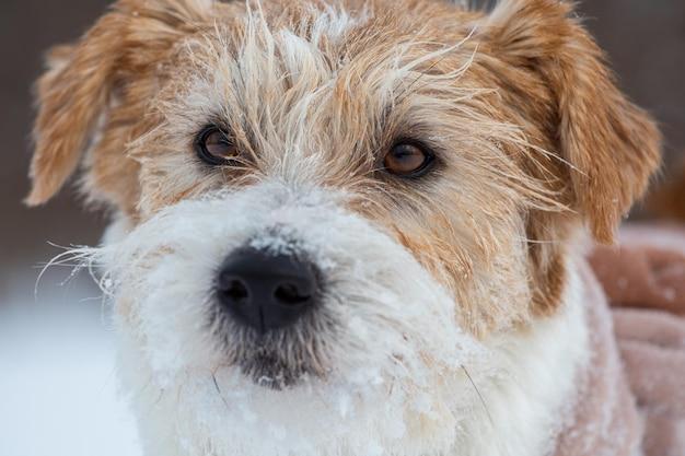 Can Jack Russell terriers handle cold weather? 