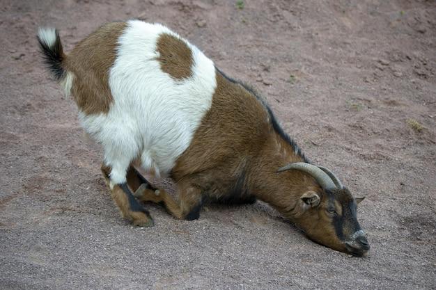 How Do Billy Goats Pee On Their Heads 