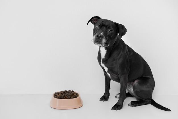 How Many Calories Should A Senior Dog Eat Per Day 