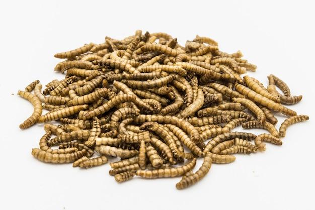  How Many Mealworms In A Pound 