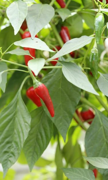 How Many Pepper Plants Per Square Foot 