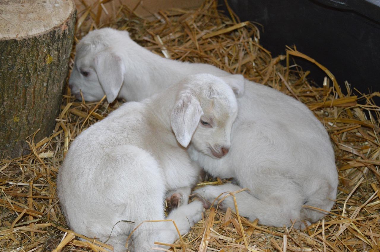  How Much Do Baby Goats Sleep 