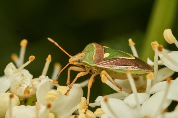  How To Get Rid Of Fly Trap Smell 