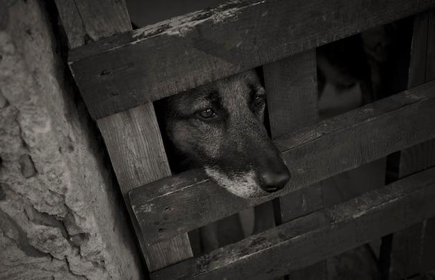  How To Help Senior Dog Breathe Better 