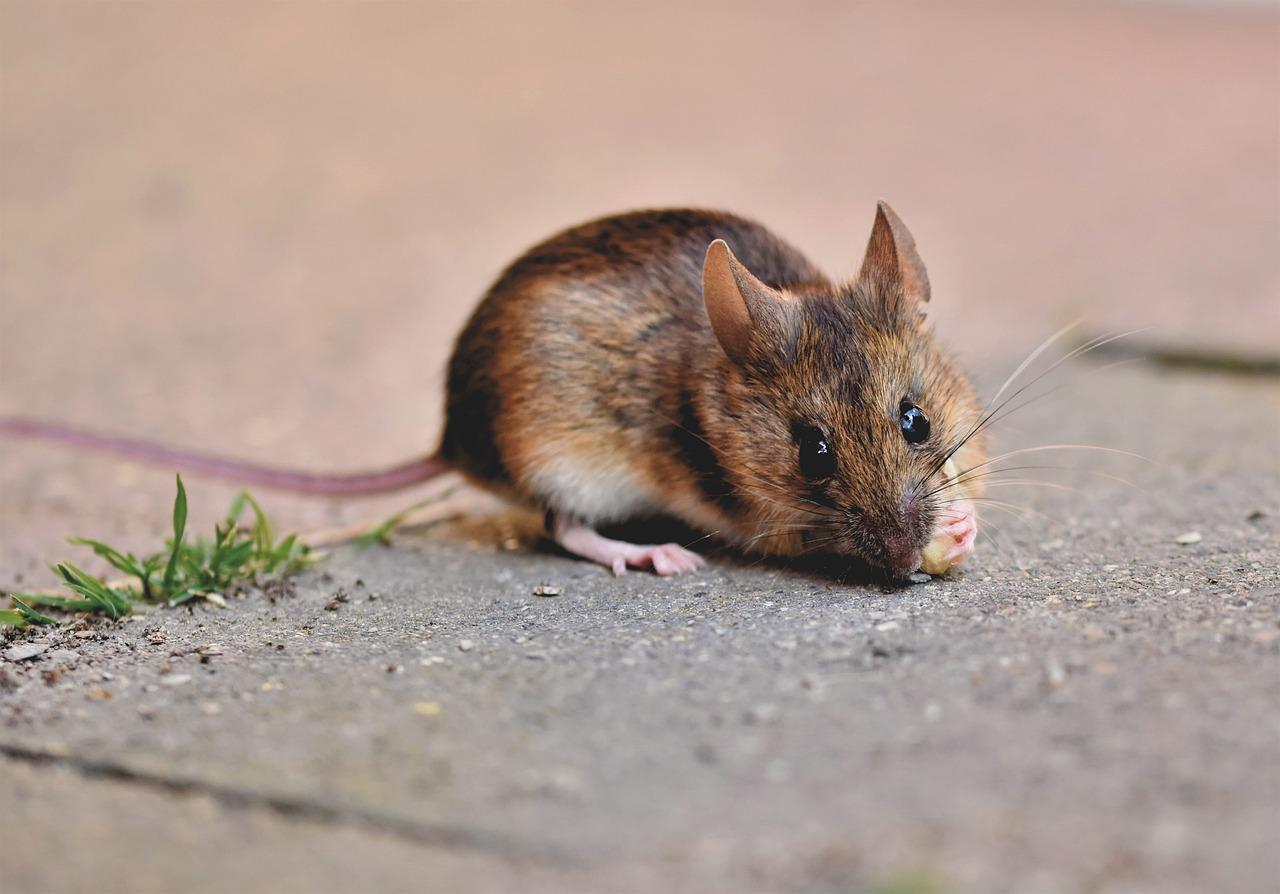 How To Make A Diy Mouse Tail 