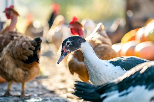  How To Protect Free Range Ducks From Hawks 