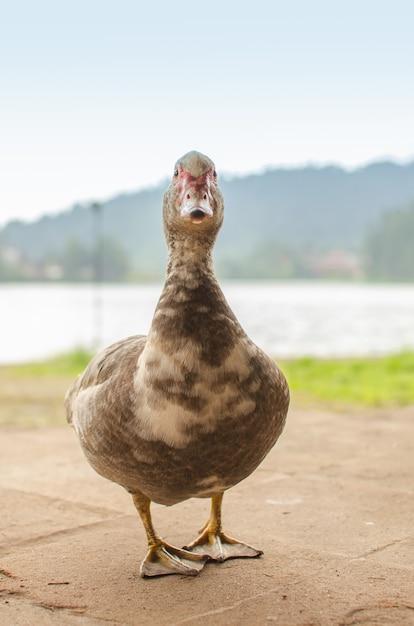 How To Splint A Duck Leg 